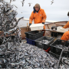 Российские рыбаки наращивают промысловые показатели