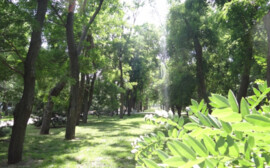 В Сургуте на месте кинотеатра "Аврора" построят парк