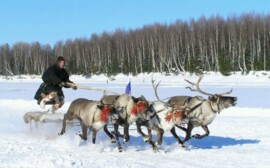 Югра планирует ежегодно принимать более полумиллиона туристов‍