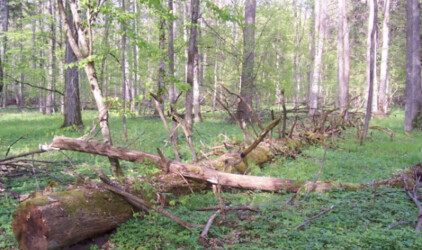 В Югре разрешили бесплатно собирать валежник