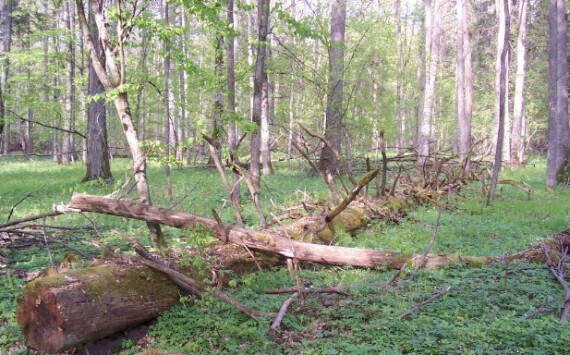 В Югре разрешили бесплатно собирать валежник