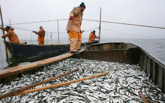 Российские рыбаки выловили более 2,78 млн тонн – на 3,8% выше уровня прошлого года