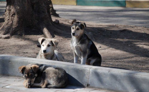 В Мегионе создадут приют для бездомных собак
