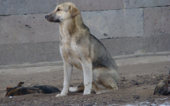 В Сургуте за 100 млн рублей построят приют для животных