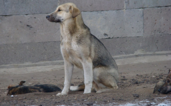 В Югре на приюты для бездомных животных выделили 58 млн рублей