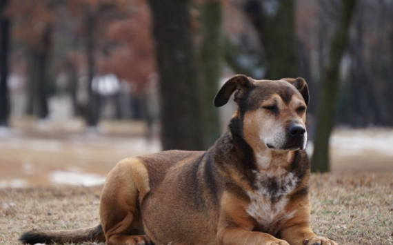 В Нижневартовске на борьбу с бездомными собаками потратят 24,5 млн рублей