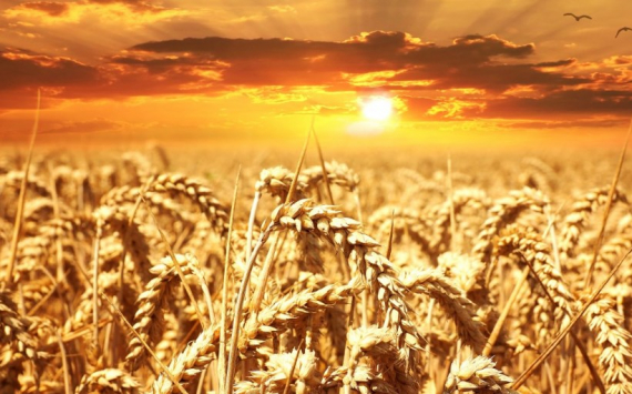 Россия столкнется с трудностями при экспорте пшеницы на мировой рынок