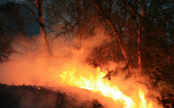 В Югре 100 млн рублей выделят на систему по раннему обнаружению лесных пожаров