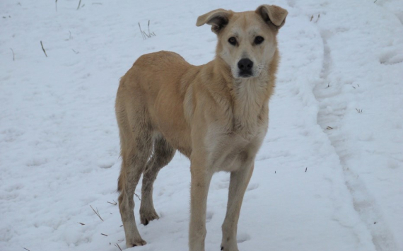 В Нефтеюганске на содержание бездомных собак в приюте выделили 9,1 млн рублей